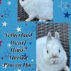 Netherland Dwarf Bunnies