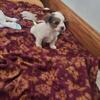 Yorkipoo Male puppy
