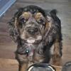 Cocker Spaniel puppy