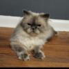 2 beautiful male Himalayan cats