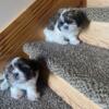 REDUCED AKC IMPERIAL SHIH TZU 1  MALES LEFT