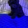 Small mini poodle puppies