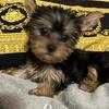Yorkie puppies