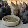 7 baby bunnies - Mini Rex/dwarf & Standard Rex/dwarf