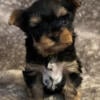 Beautiful AKC/CKC Yorkshire Terrier Female Puppies