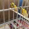 Canary