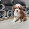 Cavapoo f1b Beautiful Toy Female