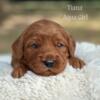 Red, teddy bear face goldendoodle puppies (curriculum based)