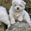 Maltese puppies 