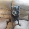 Rehoming  a Labpug 11 yrs old ,but still agile!