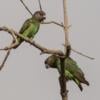 Cute Red Bellied parrots male and female ready to go