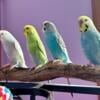 4 Parakeets/ Budgies & Cage