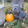 the sweetest FRENCH BULLDOG PUPPIES looking for forever homes!