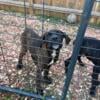 Cane Corso Pups