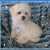 Our New Litter of Maltipoo Puppies~ 3/4 Maltese 1/4 Poodle~ "Brooks" is the cutest, little guy!