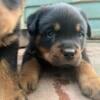 AKC Rottie Pups in Grottoes VA