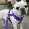 AKC Female French Bulldog