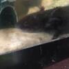 2 adult female axolotls with their aquarium