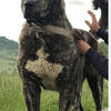 Hybrid Cane Corso & Alabai. Canealabaisos!