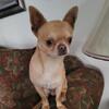 9Chihuahua