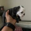 Playful English Bulldogs For Rehoming.