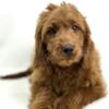 F1 mini Goldendoodle stud