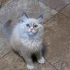 Ragdoll Kittens/TICA Registered