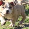Male American Bully pup for sale