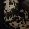 1.5 year old Female Dalmatian Needs Home ASAP