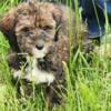 Flandoodle girl puppies Best of Both