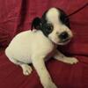 He is Rat terrier and poodle mix name is Blaze
