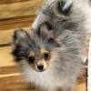 Akc champion pedigree Pomeranian puppy