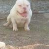 Micro bully pup on market
