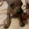 Female Miniature Xoloitzquintle Mexican Hairless Dog Puppy Ceniza Grey