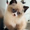 Beautiful Snowshoe kittens