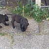 PUPPIES FOR SALE