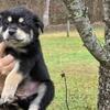 Border Collie / Alaskan Husky Mix (Female)