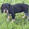 AKC Oakhill top and bottom male beagle pup