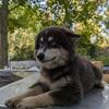 POMSKY puppy  (Fido)