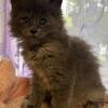 Maine Coon kittens in NC