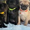 Pug puppies 🐶