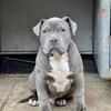 XL American Bully Stud Service ABKC