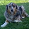 Sold - Mini Australian shepherd -female