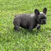 Female French Bulldog