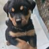 AKC German Rottweiler Puppies - Available Now