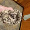 Sweet Adult and Baby Hedgehogs!