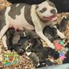 Beautiful UKC Registered Litter of American Pitbulls!