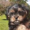 CKC Registered Shorkie Puppy