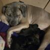 Cane Corso pups 