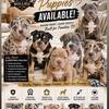 American Bully Puppies New York